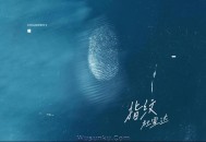 杜宣达《指纹》[无损flac]网盘下载