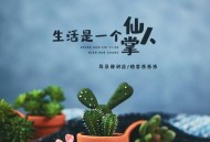 耳朵便利店、格雷西西西《生活是一个仙人掌》[无损flac|320K高品质MP3]网盘下载