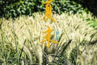 韩红《夏末》[FLAC/MP3-320K]网盘下载