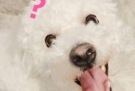 黄霄雲《你在搞笑吗 (feat.小白)》[FLAC/MP3-320K]网盘下载