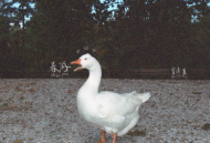 窦靖童2023年专辑《春游》[无损flac]网盘下载