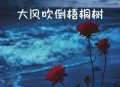 云南顶呱呱南瓜《大风吹倒梧桐树》[无损flac|320K高品质MP3]网盘下载