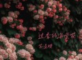 苏星婕《过季的海棠花》[FLAC/MP3-320K]网盘下载