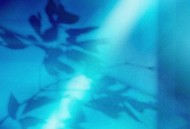 克仁、J.sheoy、Steve、大卫专辑《少年的夏天》[FLAC/MP3-320K]网盘下载