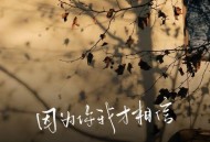 苏星婕《因为你我才相信》[FLAC/MP3-320K]网盘下载