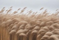 杨坤《秋风》[无损FLAC|320K高品质MP3]网盘下载