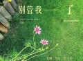 Vic、王极、贺子玲《别管我了》[FLAC/MP3-320K]网盘下载